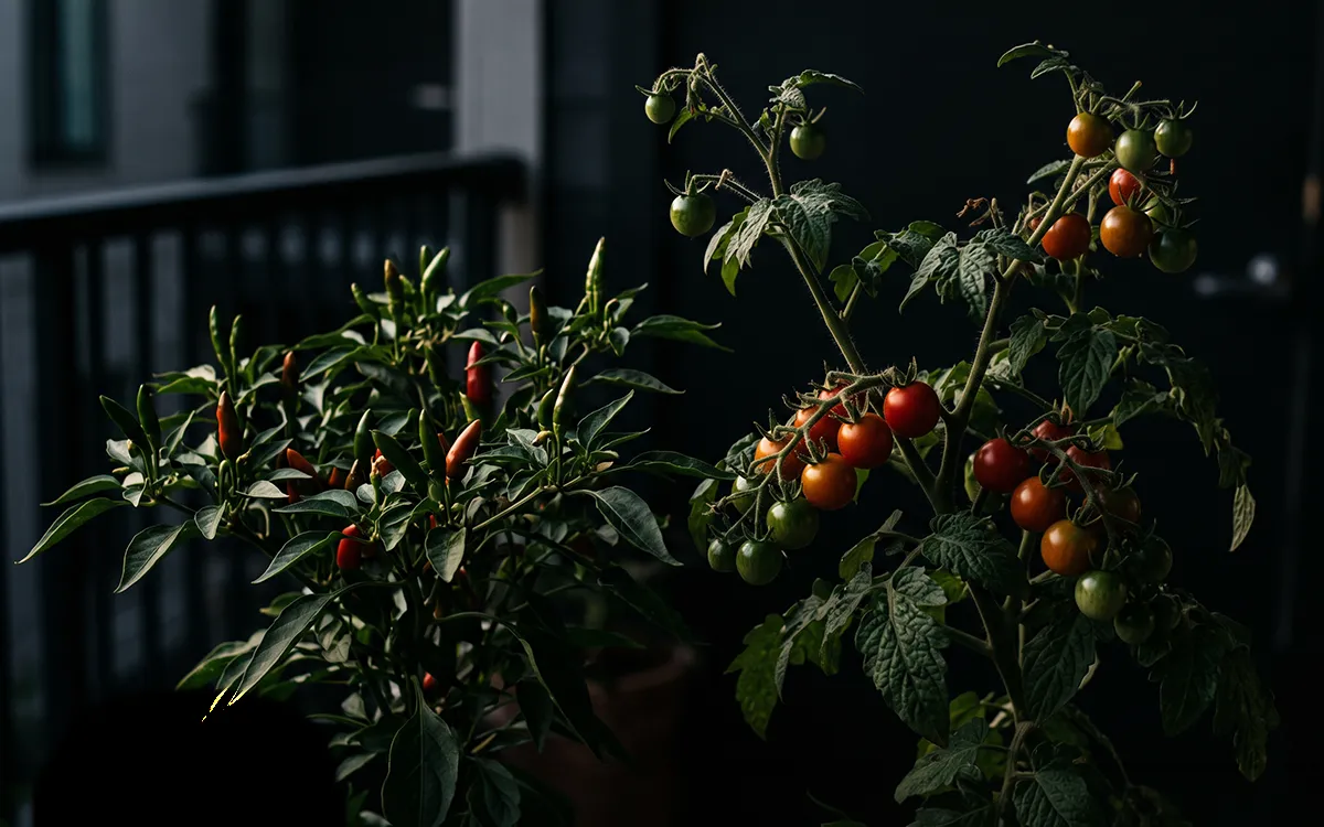 Cherrytomaten und Chilipflanzen auf einem Balkon