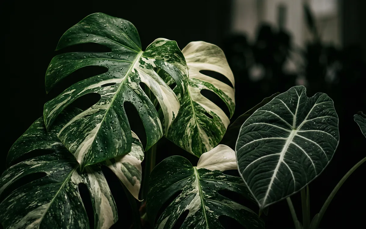 Panaschierte Monstera und Alocasia vor dunklem Hintergrund